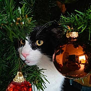 Freddy is registered to the contest to win money with this photo: cat, black_and_white, christmas_tree, ornaments, red_ornament, gold_ornament, greenery, holiday, festive, curious, whiskers, close_up, indoor, pet, animal, feline, decorations, holiday_season, christmas, nature