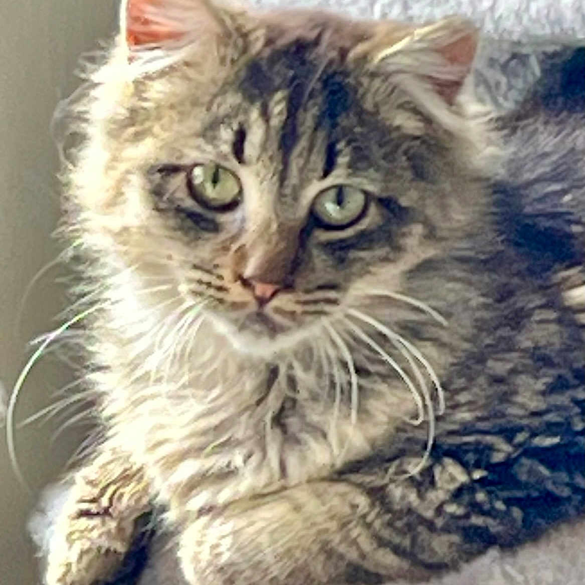 Billy Bob is registered to the contest to win money with this photo: animal, cat, close_up, cozy, curious, cute, feline, fluffy, fur, green_eyes, indoor, laying, mammal, pet, portrait, relaxed, resting, soft_texture, tabby, whiskers