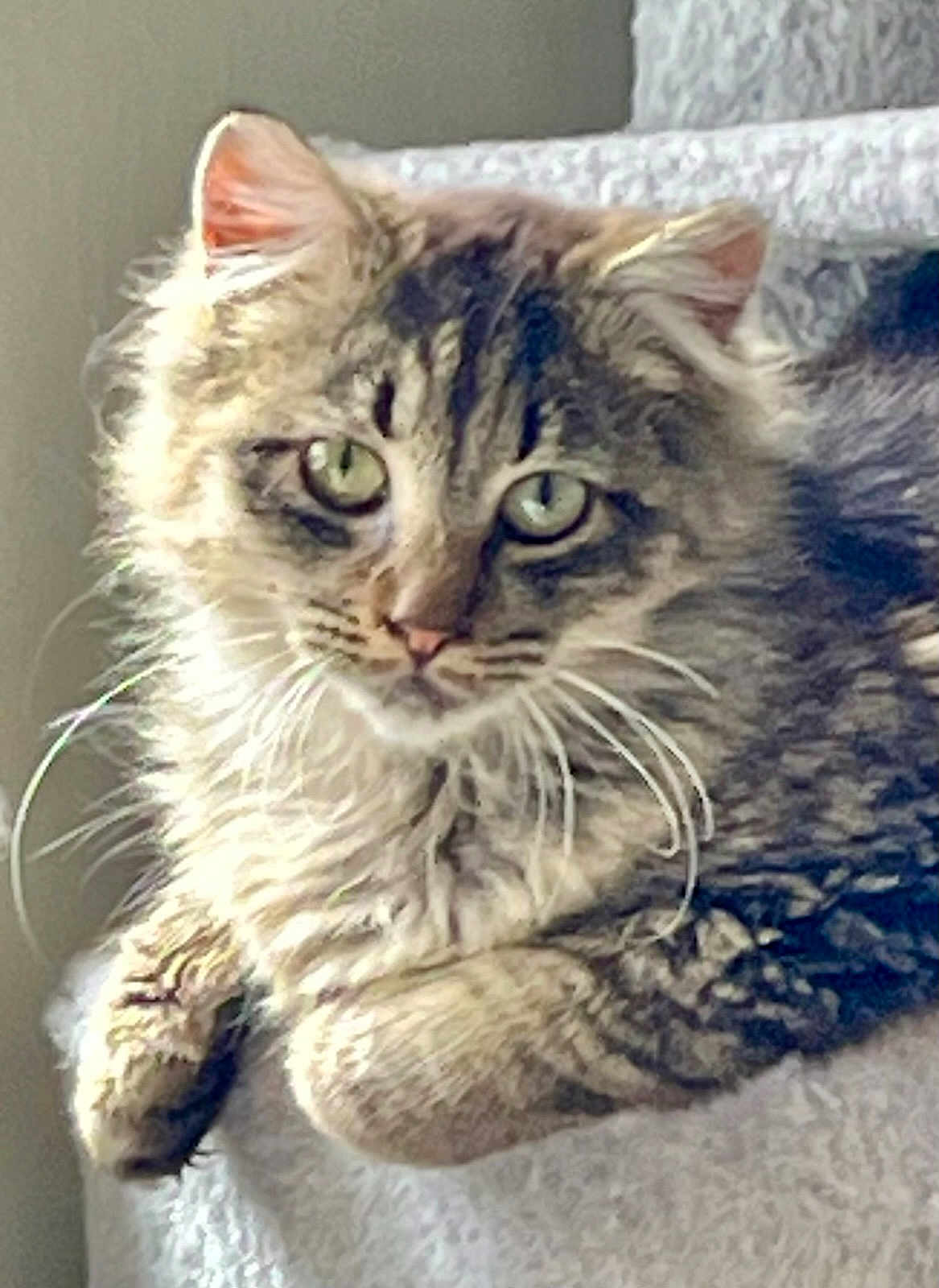 Billy Bob is registered to the contest to win money with this photo: animal, cat, close_up, cozy, curious, cute, feline, fluffy, fur, green_eyes, indoor, laying, mammal, pet, portrait, relaxed, resting, soft_texture, tabby, whiskers