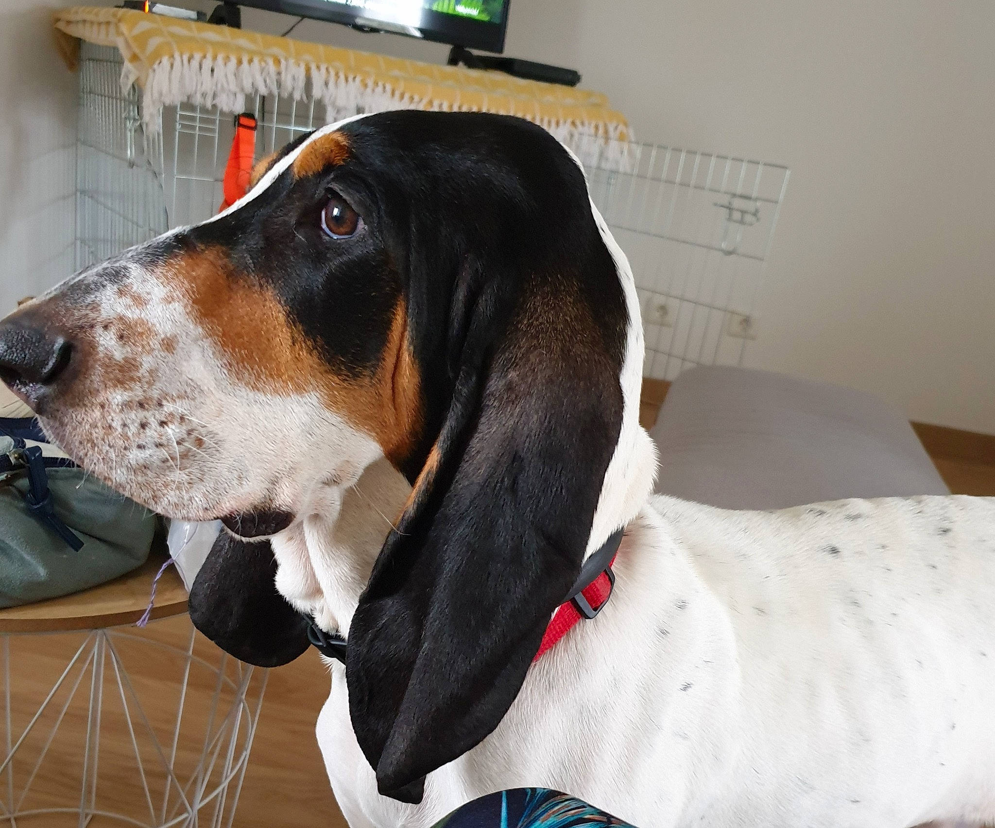 Pumba a rejoint le concours — aidez-le/la à gagner de superbes lots ! basset_artesien_normand, basset_bleu_de_gascogne, basset_hound, canidae, carnivore, coonhound, dog, dog_breed, finnish_hound, gascon_saintongeois, halden_hound, hound, mammal, rare_breed_dog, scent_hound, schweizer_laufhund, snout, sporting_group, treeing_walker_coonhound, vertebrate