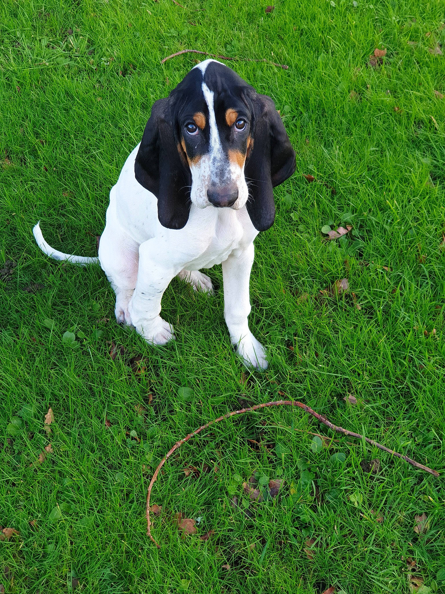 Pumba participe au concours pour gagner de l'argent avec cette photo : artois_hound, basset_artesien_normand, basset_bleu_de_gascogne, basset_hound, canidae, carnivore, companion_dog, coonhound, dog, dog_breed, finnish_hound, grass, hound, mammal, rare_breed_dog, scent_hound, schweizer_laufhund, serbian_tricolour_hound, treeing_walker_coonhound, vertebrate