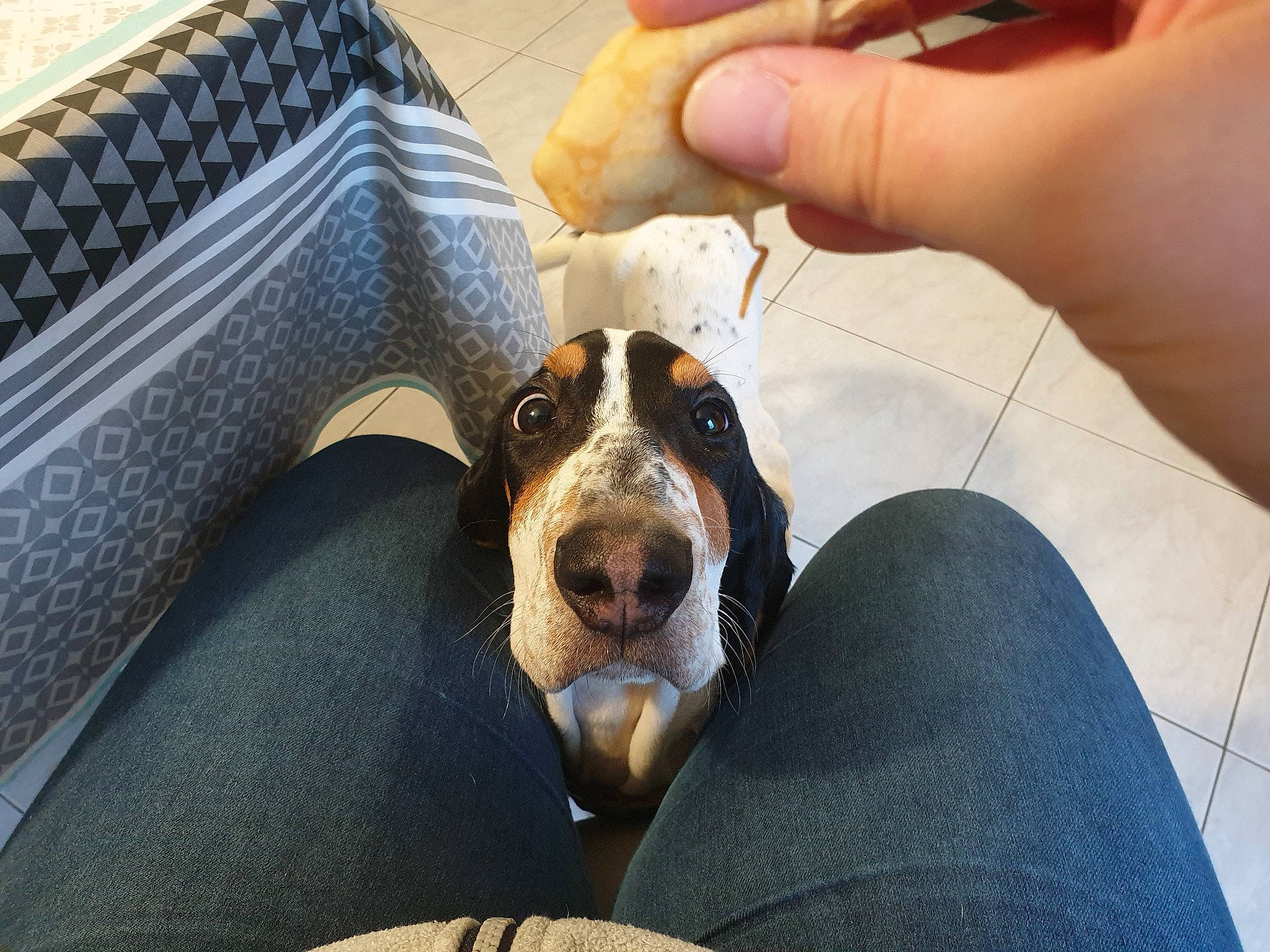 Pumba a rejoint le concours — aidez-le/la à gagner de superbes lots ! basset_artesien_normand, basset_bleu_de_gascogne, basset_hound, bluetick_coonhound, canidae, carnivore, coonhound, dog, dog_breed, ear, finnish_hound, hound, mammal, puppy_love, scent_hound, schweizer_laufhund, sporting_group, vertebrate