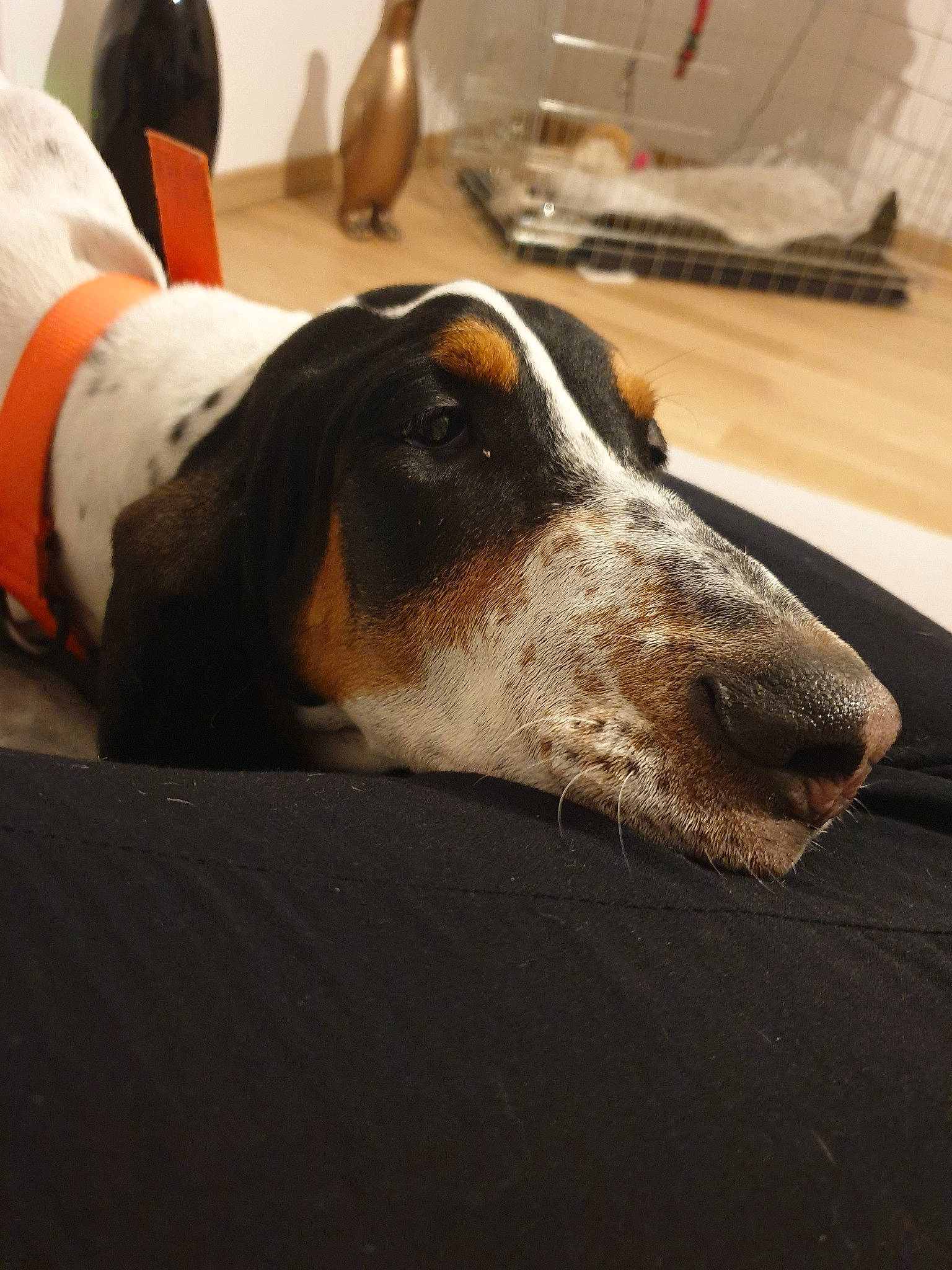 Pumba participe au concours pour gagner de l'argent avec cette photo : basset_artesien_normand, basset_hound, canidae, carnivore, companion_dog, coonhound, dog, dog_breed, ear, mammal, schweizer_laufhund, snout, vertebrate