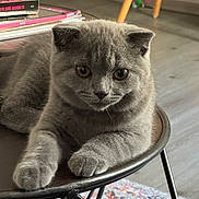 Baloo a rejoint le concours — aidez-le/la à gagner de superbes lots ! animal, books, cat, close_up, colorful_rug, curious, cute, feline, floor, fur, gray_cat, indoor, kitten, living_room, metal_table, paw, pet, relaxed, table, whiskers