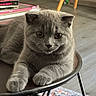 animal, books, cat, close_up, colorful_rug, curious, cute, feline, floor, fur, gray_cat, indoor, kitten, living_room, metal_table, paw, pet, relaxed, table, whiskers