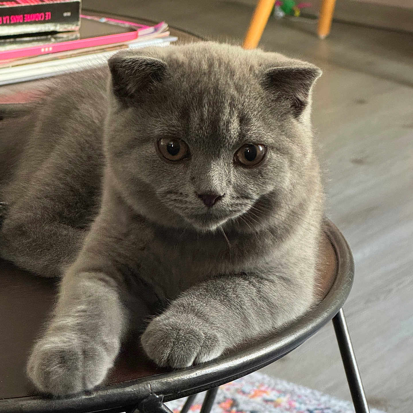 Baloo
