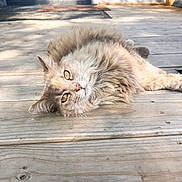 Mamas is registered to the contest to win money with this photo: cat, fluffy, relaxed, outdoor, wooden_deck, sunlight, animal, pet, feline, fur, laying_down, close_up, nature, daylight, resting, cute, domestic_animal, whiskers, ears, eyes