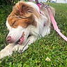 Mira is registered to the contest to win money with this photo: animal, canine, chewing, close_up, daytime, dog, fur, grass, greenery, happy, harness, leaf, nature, outdoor, pet, pink_leash, playful, relaxed, small_flower, suburban