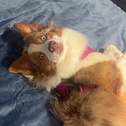 Mira is registered to the contest to win money with this photo: animal, bed, blanket, blue_eyes, canine, companion, cozy, curious, cute, dog, domestic_animal, fluffy, fur, indoor, lying_down, mammal, pet, pink_harness, portrait, resting