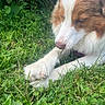 animal, brown_and_white_fur, canine, close_up, dog, fur, grass, greenery, leafy_plants, nature, outdoor, paw, peaceful, pet, playing, relaxed, resting, sniffing, summer, white_paw