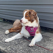 Mira is registered to the contest to win money with this photo: dog, canine, pet, animal, outdoor, sidewalk, concrete, harness, purple, brown, white, fur, sitting, relaxed, daylight, building, wall, quiet, calm, leash