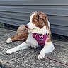 dog, canine, pet, animal, outdoor, sidewalk, concrete, harness, purple, brown, white, fur, sitting, relaxed, daylight, building, wall, quiet, calm, leash