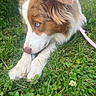 Mira joined the competition — help win amazing prizes! animal, blue_eyes, brown_fur, canine, close_up, daylight, dog, ears, focus, grass, greenery, leash, lying_down, nature, outdoor, paws, pet, snout, summer, white_fur