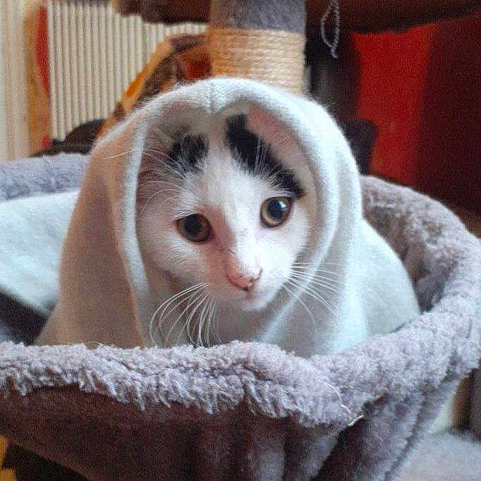Mimi a rejoint le concours — aidez-le/la à gagner de superbes lots ! animal, blanket, cat, cat_tree, comfortable, cozy, curious, cute, domestic, fur, furniture, home, indoor, pet, portrait, relaxed, resting, soft, whiskers, white_cat