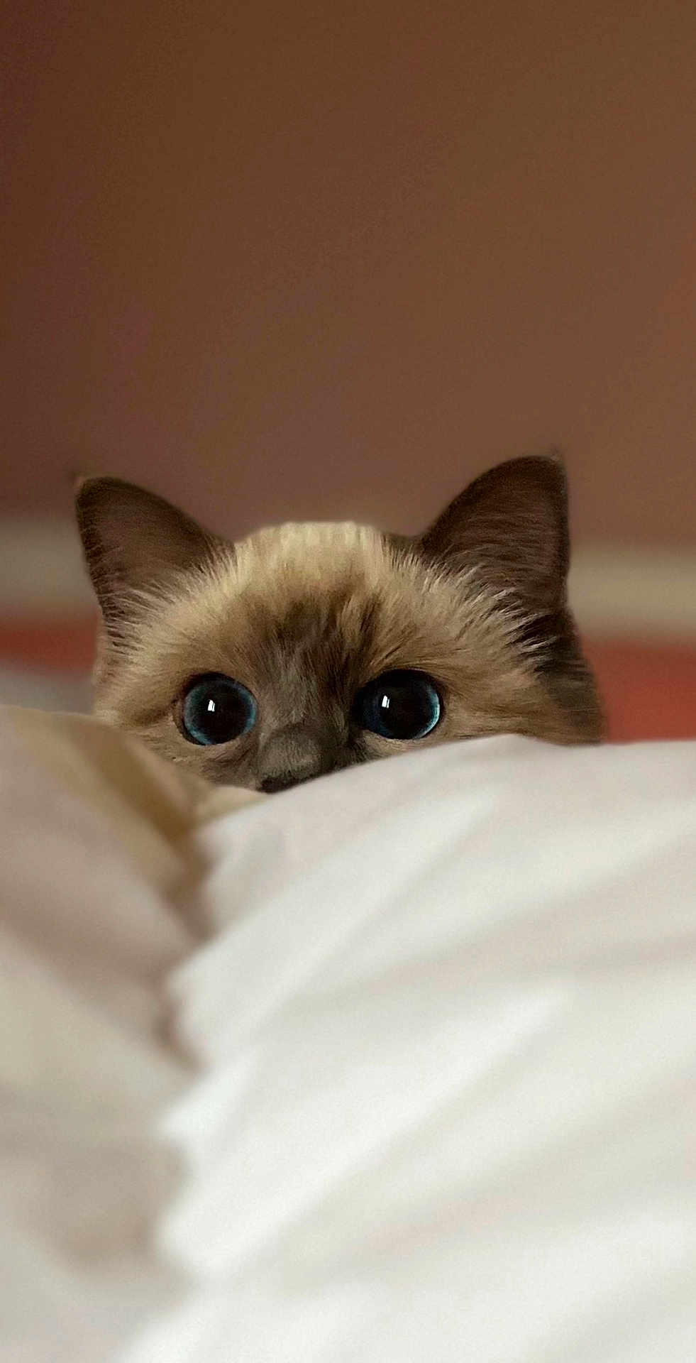 Mirabelle