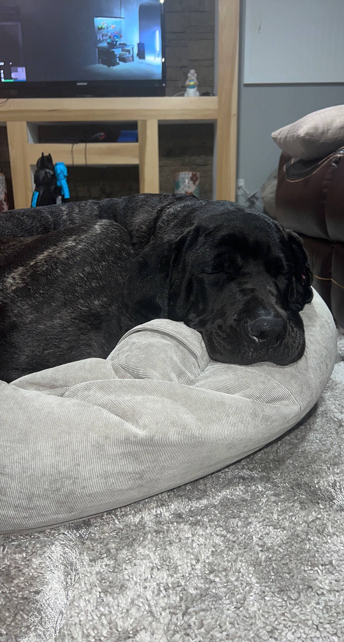 Chato is registered to the contest to win money with this photo: canidae, carnivore, comfort, companion_dog, dog, dog_breed, dog_supply, flooring, fur, grey, guard_dog, monochrome_photography, nap, pet_supply, picture_frame, room, snout, sporting_group, television, working_animal