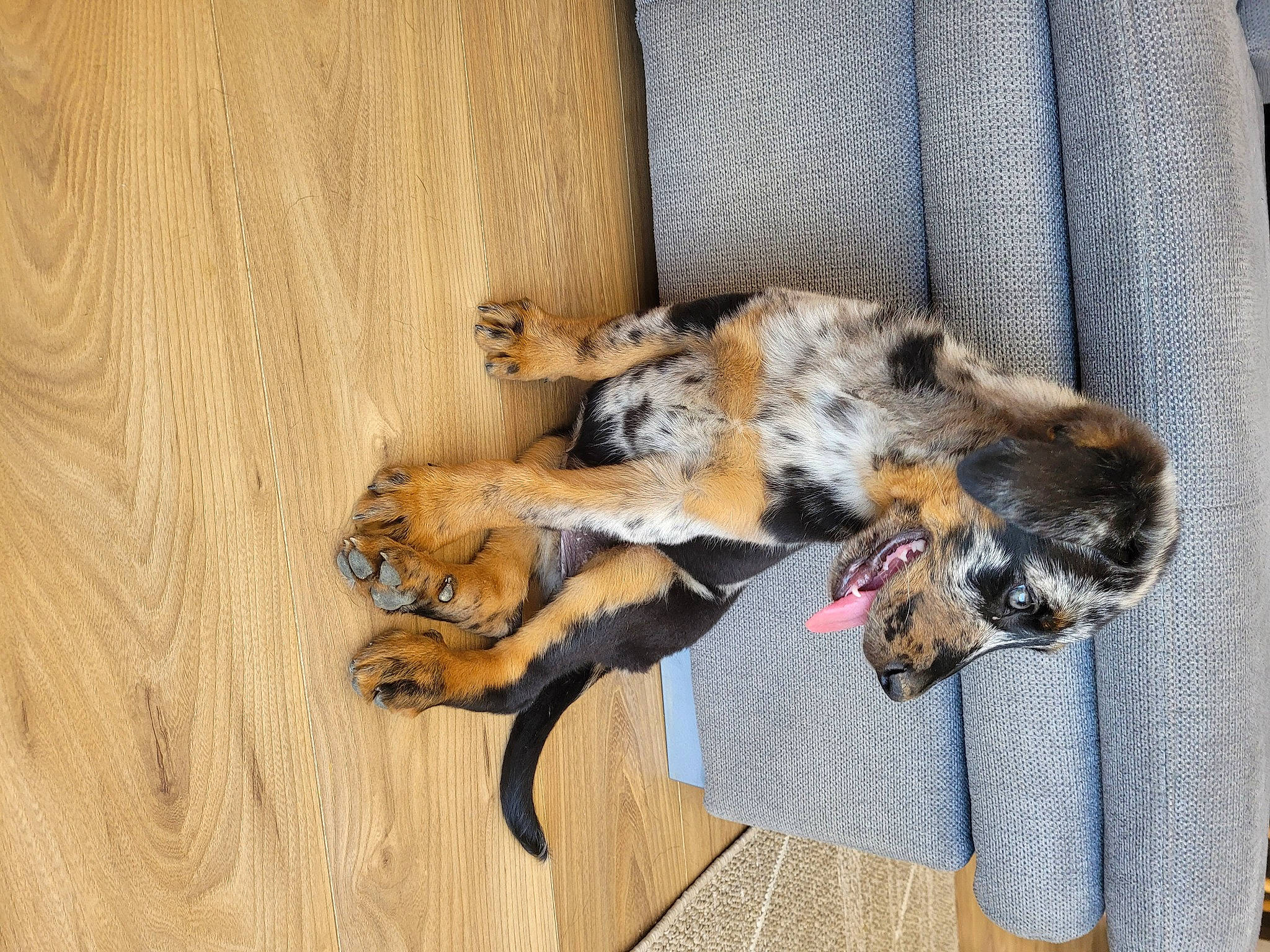 Sansa participe au concours pour gagner de l'argent avec cette photo : canidae, carnivore, claw, companion_dog, dog, dog_breed, dog_supply, fawn, felidae, flooring, fur, hardwood, paw, sporting_group, street_dog, tail, varnish, wood, wood_flooring, wood_stain