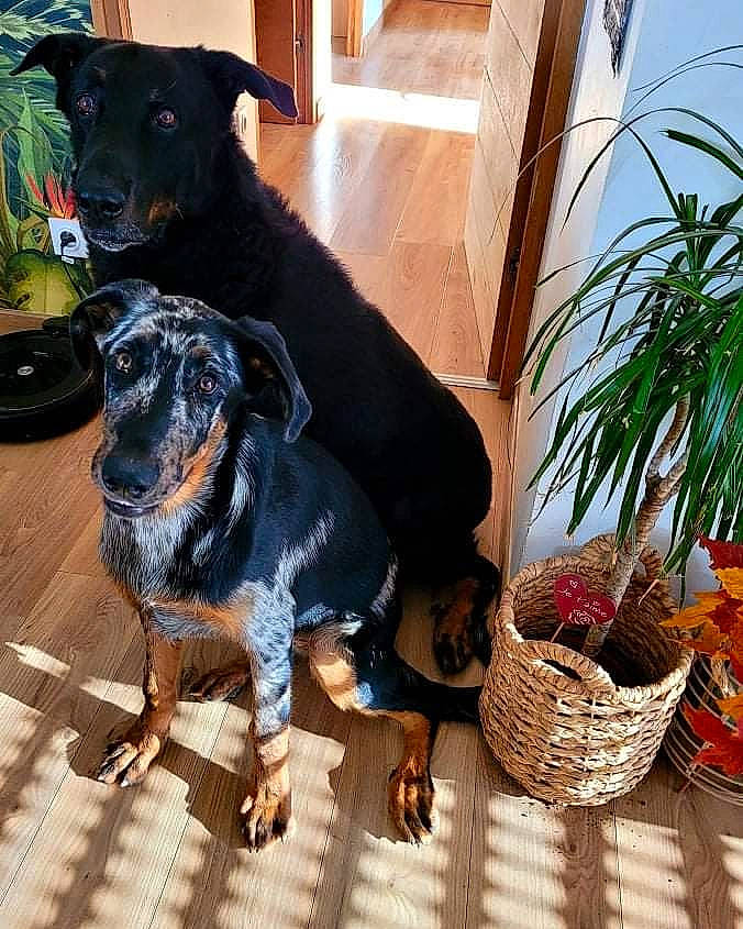 Sansa a rejoint le concours — aidez-le/la à gagner de superbes lots ! basket, carnivore, companion_dog, dog, dog_breed, event, fawn, flowerpot, fruit, fur, guard_dog, houseplant, mammal, plant, snout, storage_basket, tail, vertebrate, working_animal, working_dog
