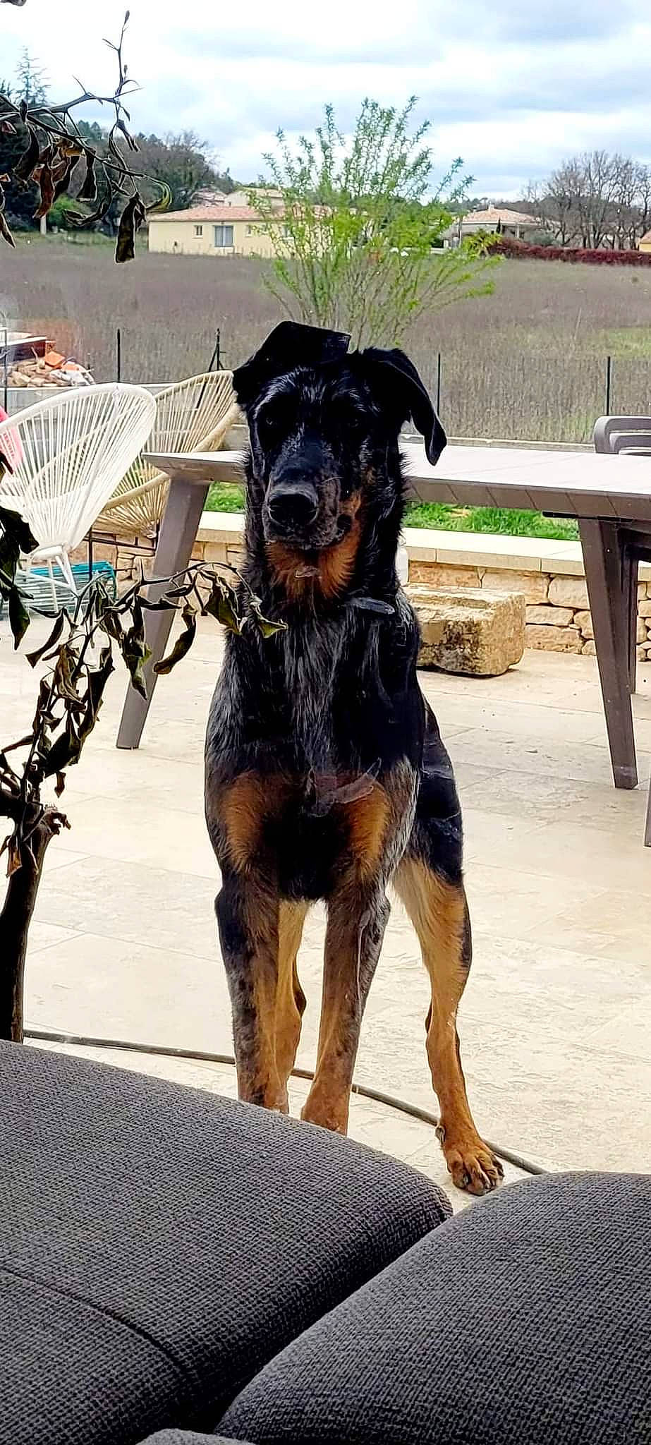 Sansa participe au concours pour gagner de l'argent avec cette photo : ancient_dog_breeds, canidae, carnivore, collar, companion_dog, dobermann, dog, dog_breed, dog_collar, dog_supply, fawn, guard_dog, hunting_dog, outdoor_furniture, pet_supply, plant, snout, sporting_group, working_animal, working_dog