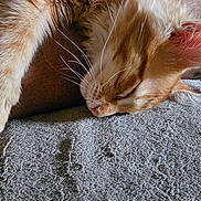 Leo joined the competition — help win amazing prizes! cat, ginger_cat, sleeping, paw, whiskers, fur, cozy, blanket, texture, indoor, resting, relaxation, pet, animal, closeup, soft_light, peaceful, cute, nap, feline