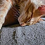 cat, ginger_cat, sleeping, paw, whiskers, fur, cozy, blanket, texture, indoor, resting, relaxation, pet, animal, closeup, soft_light, peaceful, cute, nap, feline