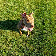 Diamond is registered to the contest to win money with this photo: dog, brown_dog, grass, outdoor, pet, canine, happy, sunlight, smiling, collar, animal, mammal, nature, green, playful, cute, friendly, daylight, shadow, tongue_out