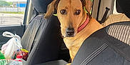 Molly joined the competition — help win amazing prizes! car_seat, cloudy_sky, collar, dog, domestic_animal, fence, grocery_bags, headrest, leather, parking_lot, pet, plastic_bag, red_cap, seat_cover, seatbelt, side_view, trees, urban, vehicle_interior, window