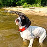 Nemo is registered to the contest to win money with this photo: dog, water, collar, orange_collar, american_flag, sand, shore, trees, greenery, outdoor, nature, pet, animal, canine, wet_fur, looking_up, summer, daylight, curious, standing