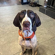 Nemo joined the competition — help win amazing prizes! dog, indoor, tile_floor, orange_collar, brown_and_white, pet, curious, sitting, ears_down, looking_up, animal, companion, domestic, flooring, household, cute, canine, alert, whiskers, portrait