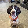 dog, indoor, tile_floor, orange_collar, brown_and_white, pet, curious, sitting, ears_down, looking_up, animal, companion, domestic, flooring, household, cute, canine, alert, whiskers, portrait