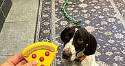 Nemo joined the competition — help win amazing prizes! dog, toy_pizza, hand, rug, floor, living_room, sofa, blanket, rope_toy, pet, indoor, brown_and_white_dog, attention, waiting, orange_collar, tile_floor, furniture, patterned_rug, cute, animal