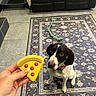 dog, toy_pizza, hand, rug, floor, living_room, sofa, blanket, rope_toy, pet, indoor, brown_and_white_dog, attention, waiting, orange_collar, tile_floor, furniture, patterned_rug, cute, animal