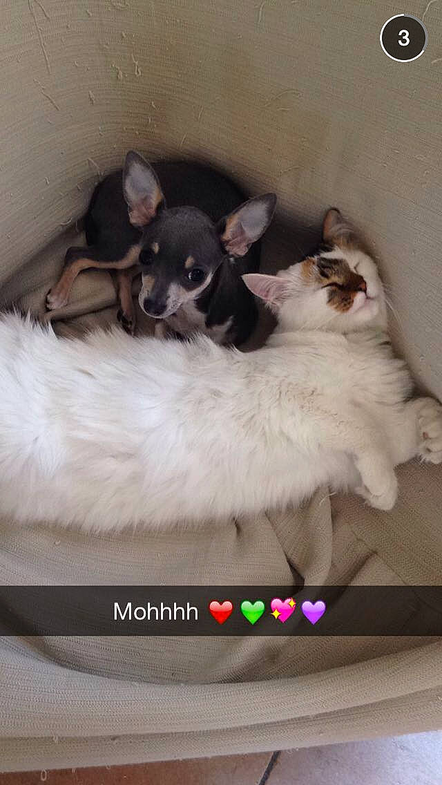 Joy participe au concours pour gagner de l'argent avec cette photo : canidae, carnivore, chihuahua, dog, dog_breed, mammal, photo_caption, puppy, sporting_group, toy_dog, vertebrate