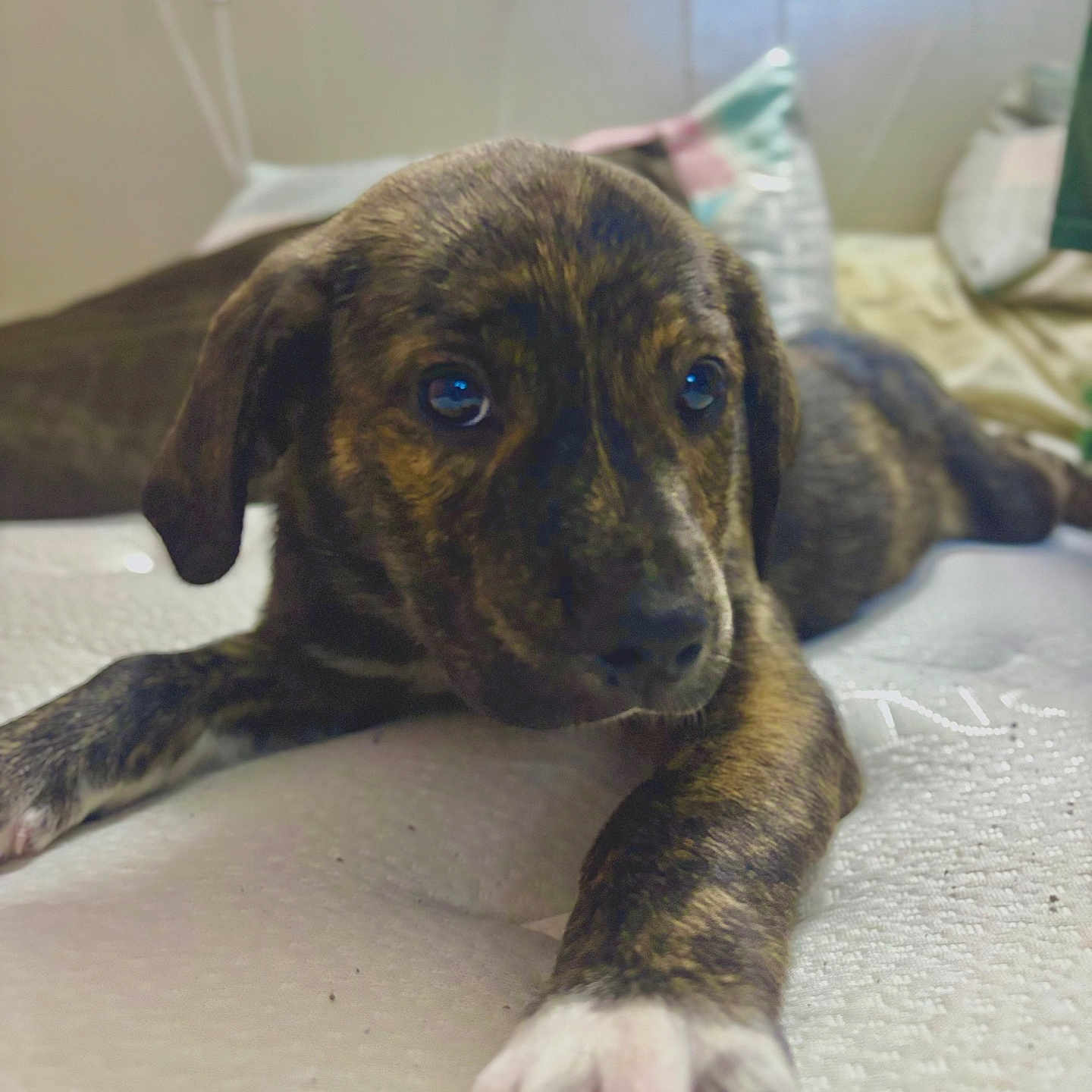Willow joined the competition — help win amazing prizes! puppy, dog, brindle, sleepy, close_up, paw, mattress, indoor, cozy, blurred_background, cute, pet, young_dog, resting, furniture, soft_light, animal, laying_down, portrait, curious