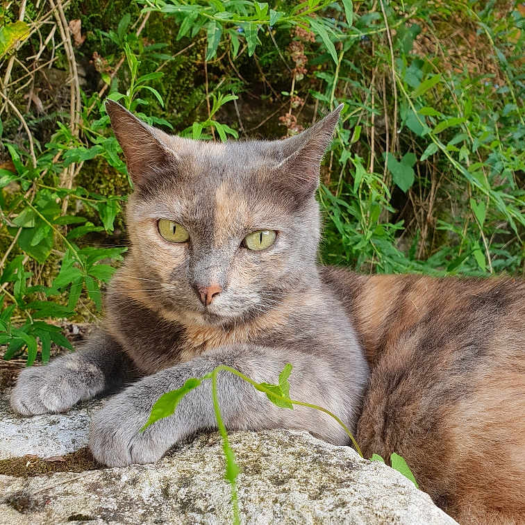 Pomponette