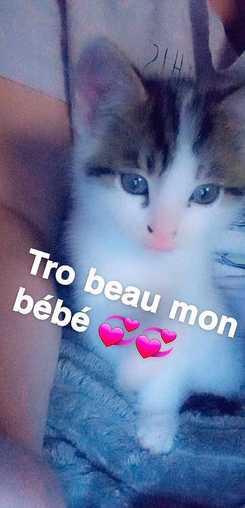 Bouboule