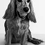 Venusia a rejoint le concours — aidez-le/la à gagner de superbes lots ! dog, ball, pet, portrait, long_ears, black_and_white, animal, cute, playful, sitting, fur, whiskers, nose, mouth, paw, studio, isolated, young_dog, indoor, expression