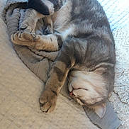 Smoky a rejoint le concours — aidez-le/la à gagner de superbes lots ! animal, blanket, cat, comfort, cozy, cute, feline, fur, home, indoor, nap, paw, pet, relaxed, resting, sleeping, soft, tabby, texture, whiskers