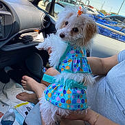 Fiona joined the competition — help win amazing prizes! dog, pet, car_interior, person, tattoo, blue_dress, white_dog, lap, water_bottle, shopping_cart, parking_lot, window, seat, foot, bracelet, sunlight, cute, small_dog, fur, bow