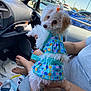 dog, pet, car_interior, person, tattoo, blue_dress, white_dog, lap, water_bottle, shopping_cart, parking_lot, window, seat, foot, bracelet, sunlight, cute, small_dog, fur, bow