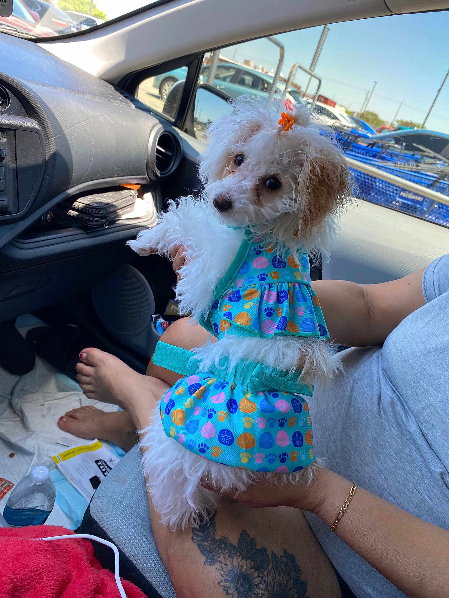 Fiona joined the competition — help win amazing prizes! dog, pet, car_interior, person, tattoo, blue_dress, white_dog, lap, water_bottle, shopping_cart, parking_lot, window, seat, foot, bracelet, sunlight, cute, small_dog, fur, bow
