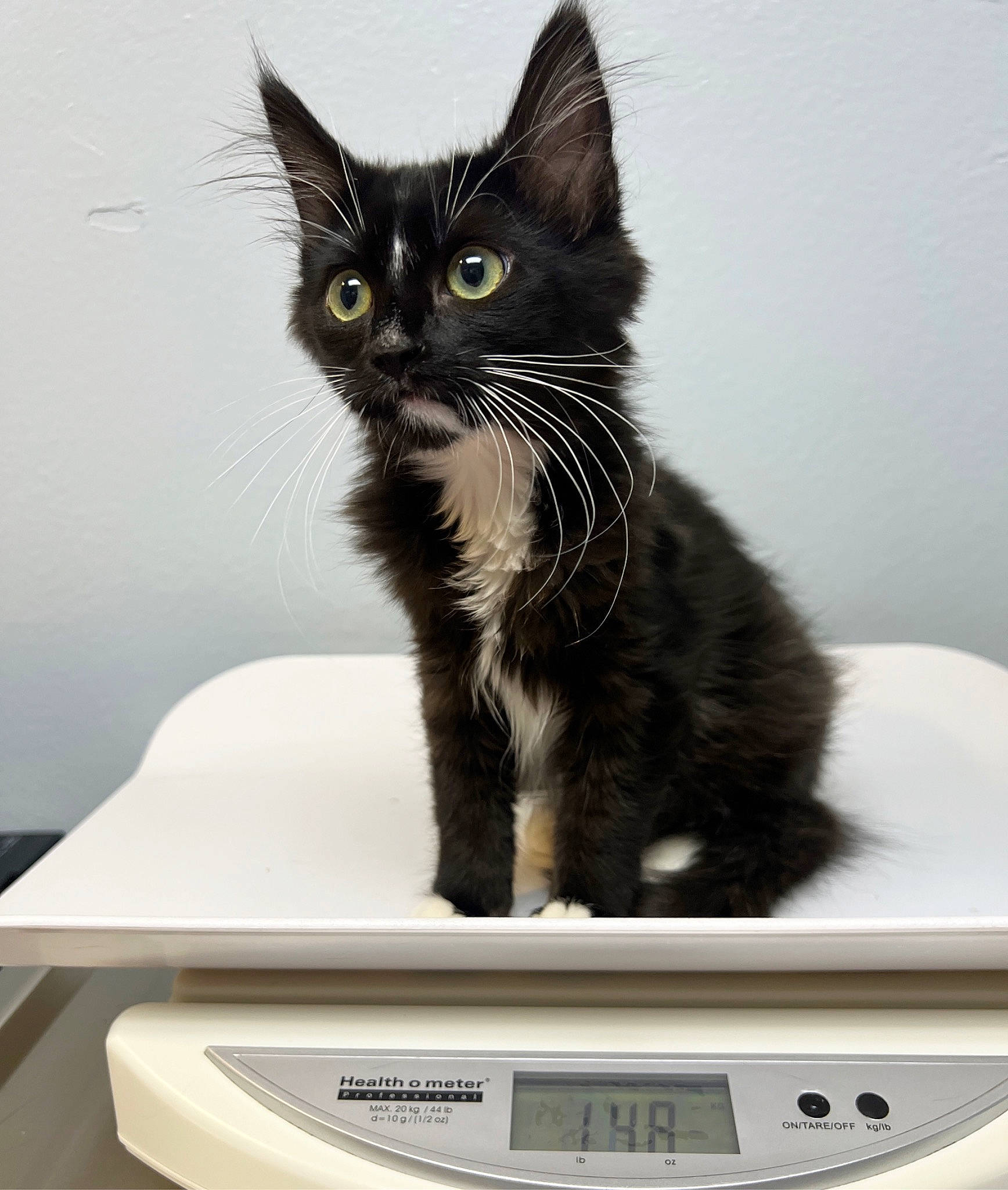 Jon Snow is registered to the contest to win money with this photo: black_cat, box, carnivore, cat, cat_supply, claw, comfort, domestic_short_haired_cat, felidae, fur, grey, kitchen_scale, output_device, paw, scale, small_to_medium_sized_cats, tail, whiskers, white, window