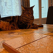 Simba participe au concours pour gagner de l'argent avec cette photo : animal, calm, cat, curtains, daylight, door, feline, home, indoor, patterned, pet, relaxed, resting, striped_fur, tabby, table, tablecloth, texture, window, wooden_board
