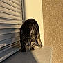 alert, animal, cat, closeup, curious, daylight, feline, ledge, mammal, nature, outdoor, pet, quiet, shadow, side_view, striped, sunlight, tabby, walking, window_shutter