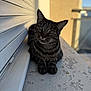 Simba participe au concours pour gagner de l'argent avec cette photo : animal, balcony, cat, close_up, curious, daylight, fur, green_eyes, looking_at_camera, outdoor, pet, relaxed, resting, shadow, soft_light, striped, tabby, texture, whiskers, windowsill
