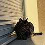 Simba participe au concours pour gagner de l'argent avec cette photo : animal, calm, cat, concrete, daylight, ears, feline, metal_shutter, outdoor, pet, quiet, resting, shadow, side_view, sunlight, tabby_cat, tail, texture, whiskers, window