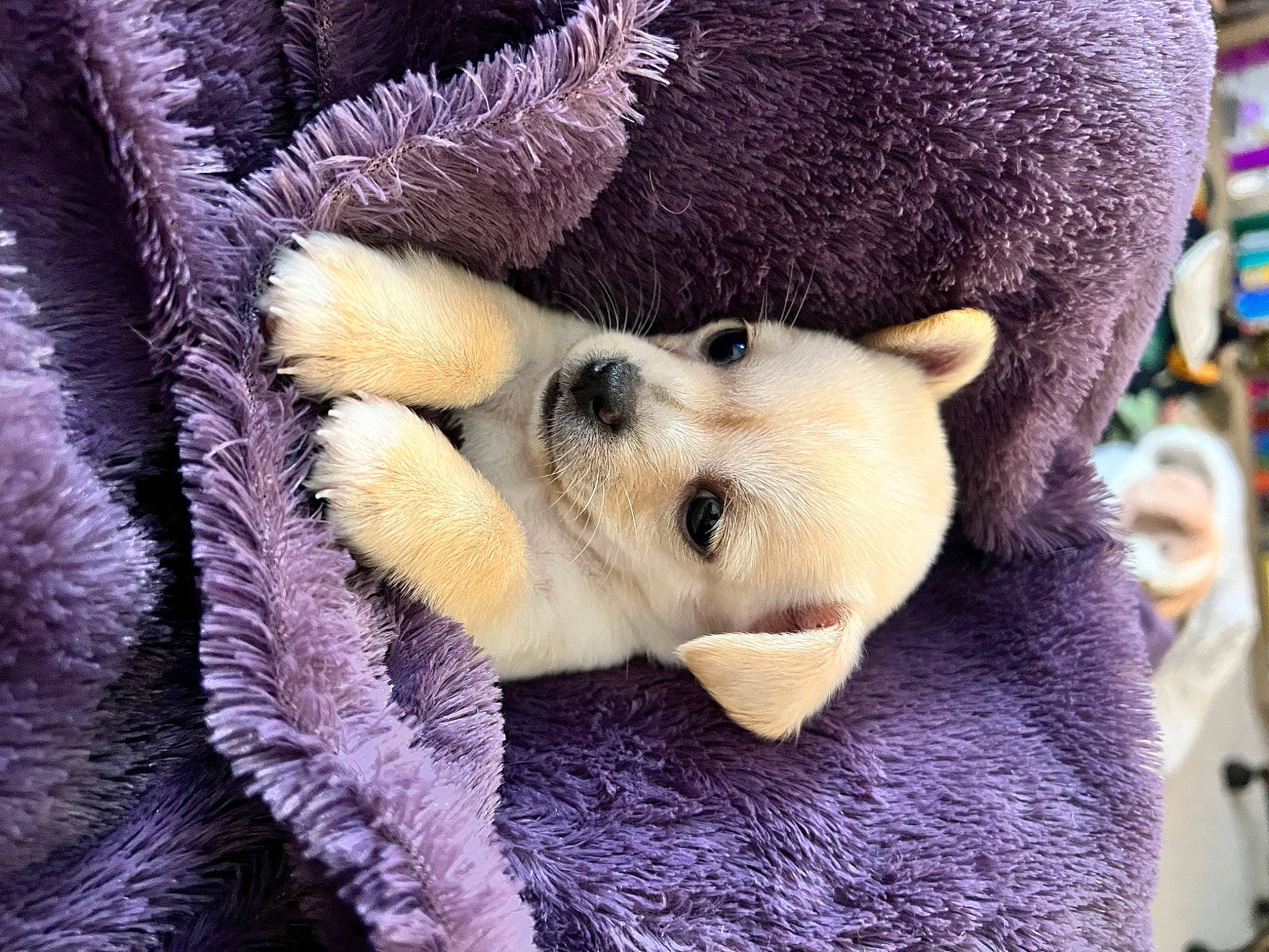 Luna is registered to the contest to win money with this photo: bear, canidae, carnivore, claw, companion_dog, dog_breed, fawn, fur, nap, natural_material, panda, paw, plush, snout, stuffed_toy, terrestrial_animal, toy, tree, whiskers, winter