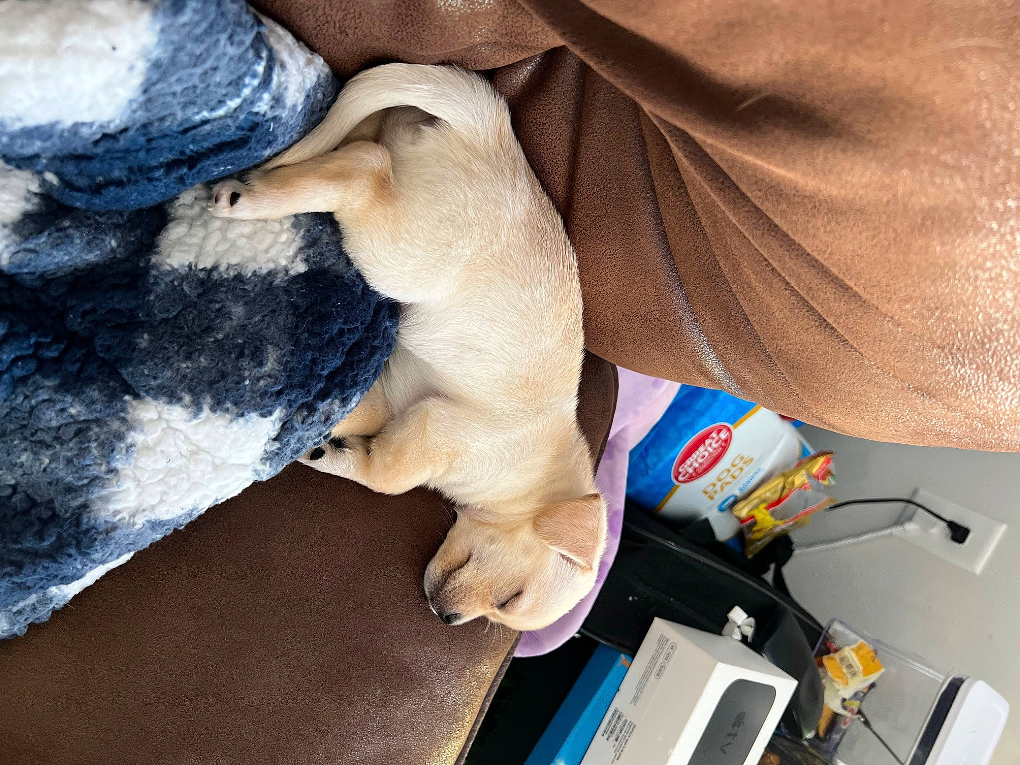 Luna joined the competition — help win amazing prizes! canidae, carnivore, comfort, companion_dog, dog, dog_breed, fawn, fur, gadget, linens, nap, non_sporting_group, paw, puppy_love, snout, sporting_group, tail, toy_dog, whiskers, working_animal