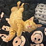 cat, orange_tabby, sleeping, blanket, smiley_faces, cozy, indoor, pet, feline, nap, cute, soft, fur, pink, black, comfort, relaxation, home, resting, animal