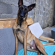 Buu participe au concours pour gagner de l'argent avec cette photo : animal, bench, black_muzzle, brown_fur, canine, concrete_wall, couch, curious, daylight, dog, ears, head_tilt, looking, outdoor, patterned_cushion, paw, pet, relaxed, sitting, tail